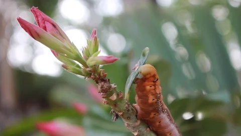 A single gypsy moth can eat 1 square meter of leaves. Stock Footage 87267939