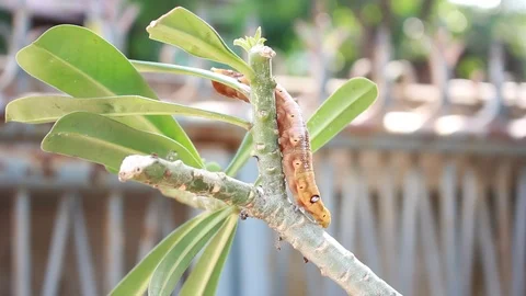 A single gypsy moth can eat 1 square meter of leaves. 스톡 동영상 87268149