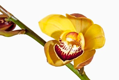Single Half-Open Yellow and Magenta Cymbidium Orchid Flower Stock Photos