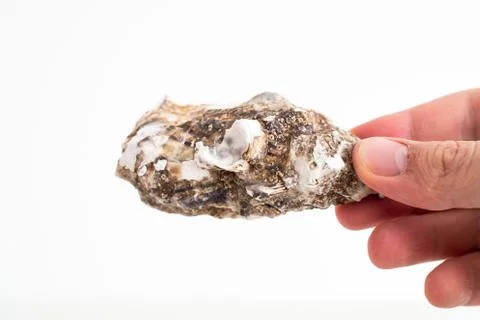Single half of an oyster shell held by Caucasian male hand horizontally close Photos