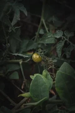 Single Half Ripened Cherry Tomato. Stock Photos