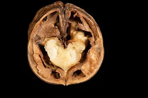 Single Half Walnut Stock Photos