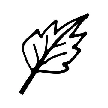Single hand drawn leaf for winter and autumn decoration. Doodle Stock Illustration
