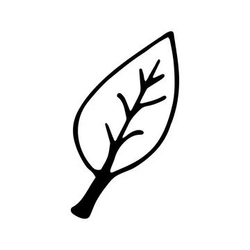 Single hand drawn leaf for winter and autumn decoration. Doodle Stock Illustration