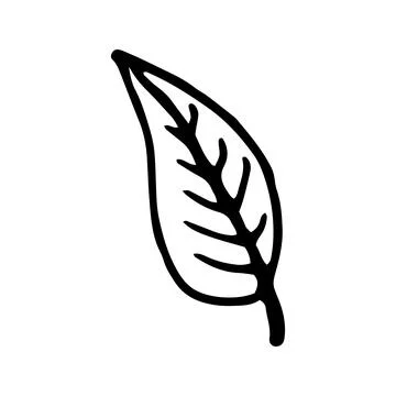 Single hand drawn leaf for winter and autumn decoration. Doodle Stock Illustration