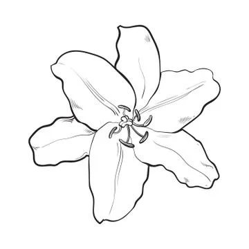 Single hand drawn white lily flower, top view, vector illustration Stock Illustration