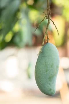 Single Hanging Green Mango Foto stock