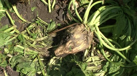 Single harvested sugar beet Stock-Footage 41139923