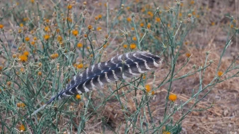 Single hawk feather rests caught on yellow star thistle plant Vídeo Stock 344344370