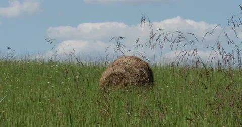 Single Hay Bale in Green Grass Farm Field with Blue Skies Close, 4K Stock Footage 66909915