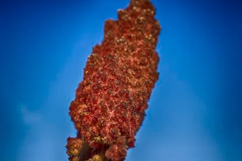 Single HDR pine tree shape and sky Stock-Fotos