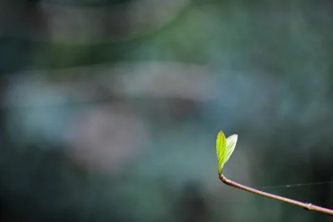Single heart shaped leaf Stock Photos