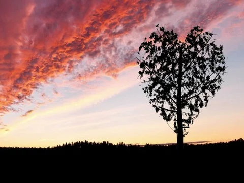 Single heart shaped tree sways gently in the breeze at sunset Stock Footage 71155828