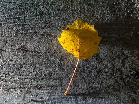 Single heart-shaped yellow autumn leaf on a weathered wooden surface. Fall .. Stock Photos