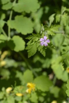 Single Herb Robert Flower Stock Photos
