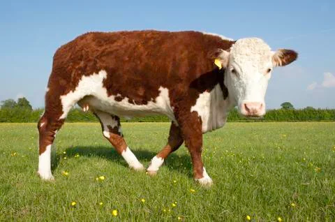 Single hereford cow Stock Photos