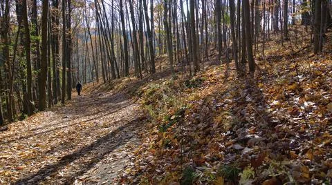 Single hiking in the forest in fall Stock Photos