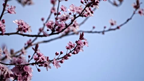 Single Honeybee Searching Nectar on Cherry Tree – 4K Cinematic Macro 스톡 동영상 320189582