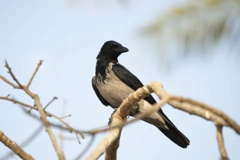 Single Hooded Crow Stockfoto's