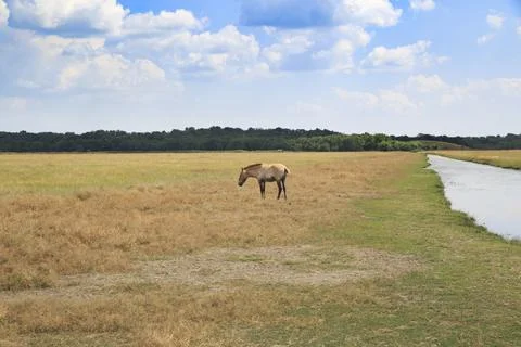 Single Horse In The Field Photos