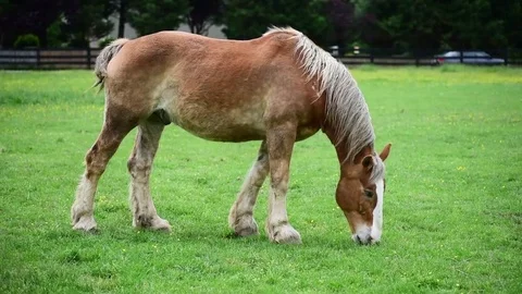Single horse grazing closeup Stock Footage 75680204