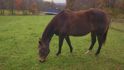 Single Horse Grazing in Field Stock Footage 151776119