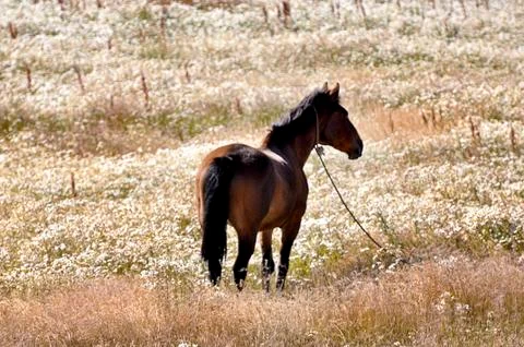 Single Horse Stock-Fotos