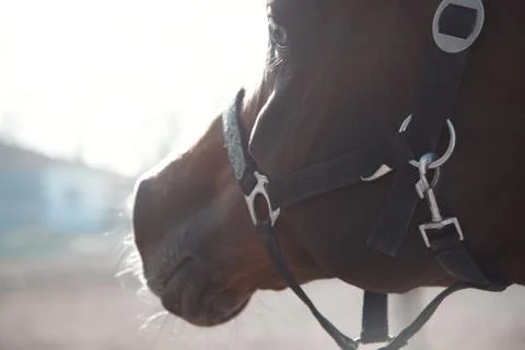Single horse Stock Photos