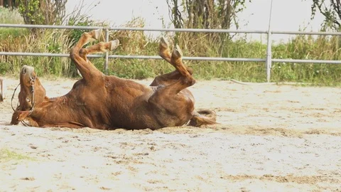 Single Horse Rolling Stock Footage 86457663