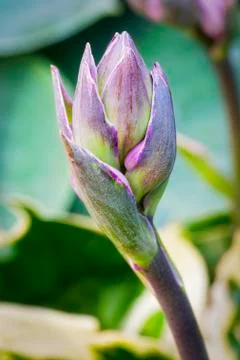 Single Hosta bud in close up with leaves in the background Stockfoto's