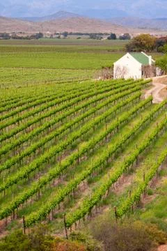 Single house in vineyard Stock Photos