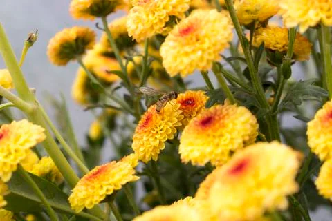 Single hoverfly pollinating a flower in a field of Lollipop Yellow Chrysanthemum Stock Photos