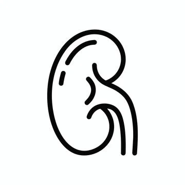 Single human kidney outline vector icon with nephrology healthcare physiology Stock Illustration