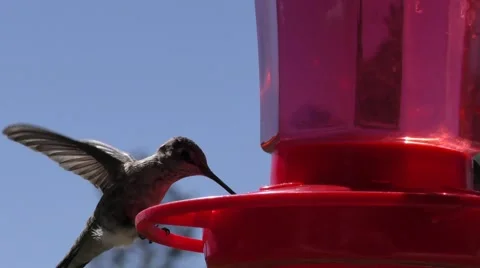 Single humming bird around feeder falpping wings shallow depth of field Stock Footage 67684669
