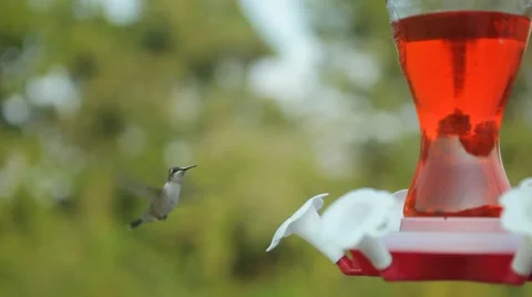 Single Hummingbird at Feeder Stock Footage 54225875