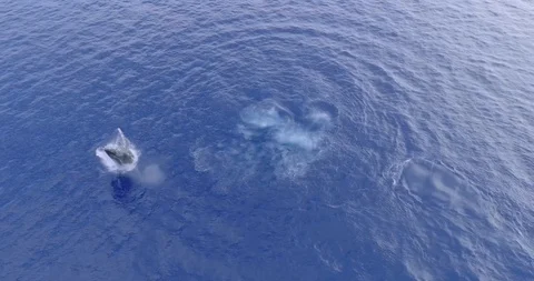 Single Humpback Breach Stock Footage 91369513