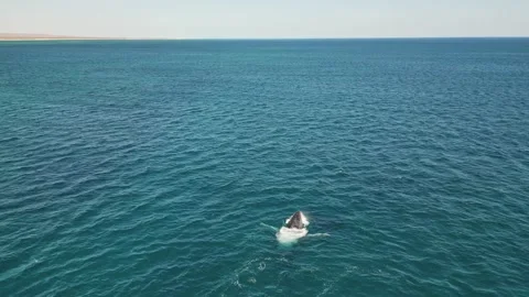 Single humpback whale, small jump Stock Footage 257292183