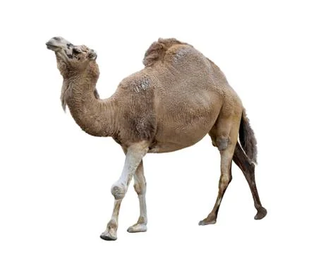 Single-humped camel Stock Illustration