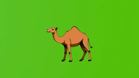 A single-humped camel isolated on a green screen Video stock 284247738