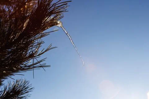 Single icicle on a pine tree melting in the sun Stock Photos