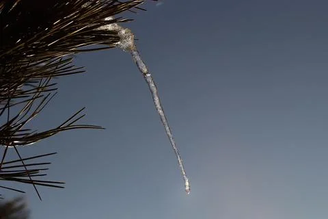 Single icicle on a pine tree melting in the sun Foto stock