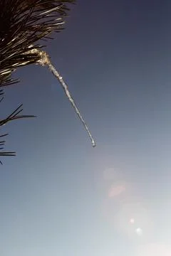 Single icicle on a pine tree melting in the sun Foto stock