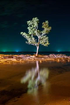 Single illuminated tree reflected in calm tropical sea Thailand Photos