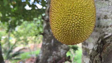 Single immature jackfruit hangs from a branch near the trunk with green Stock Footage 331725791
