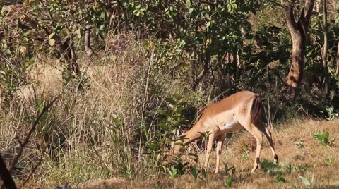 Single Impala graze Stock Footage 51763444