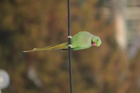 Single Indian ring necked parakeet with blurred background Stock Photos