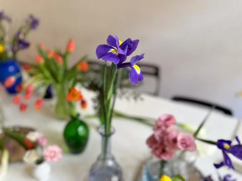 Single iris flower in focus with blurred floral background. Beauty, simplicit Stock Photos