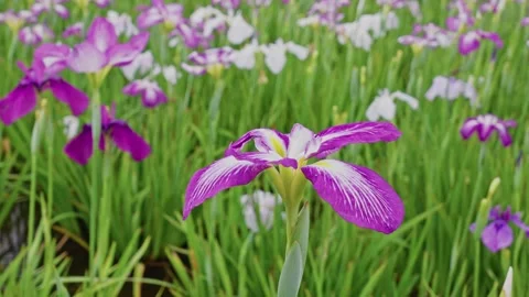 Single Iris in Focus with Soft Blurred Purple Blossoms Behind Stock Footage 342092418