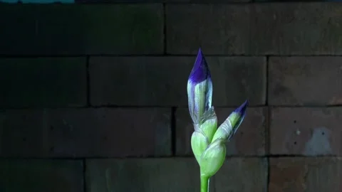 Single Iris Stock Footage 130581097