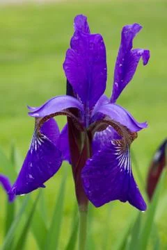 Single Iris Stock Photos